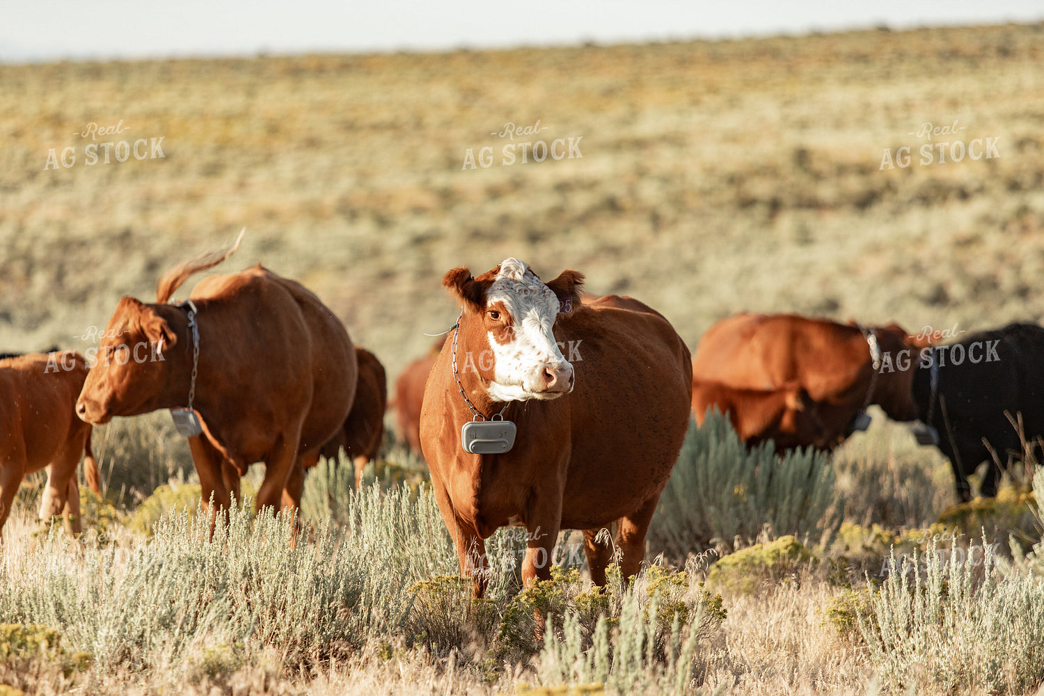 Cattle on Pasture 188040