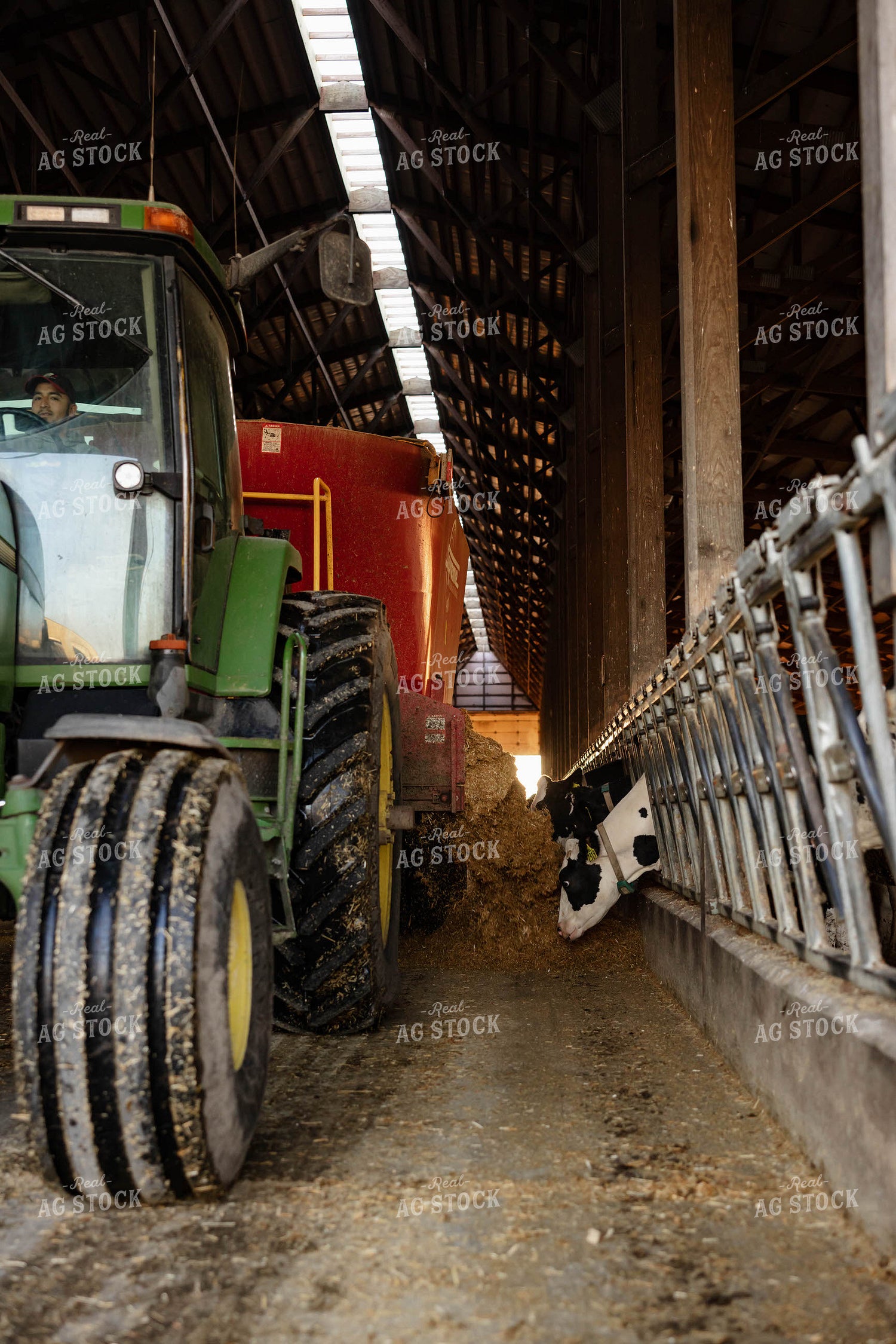 Feeding Holstein Cattle in Barn 152392