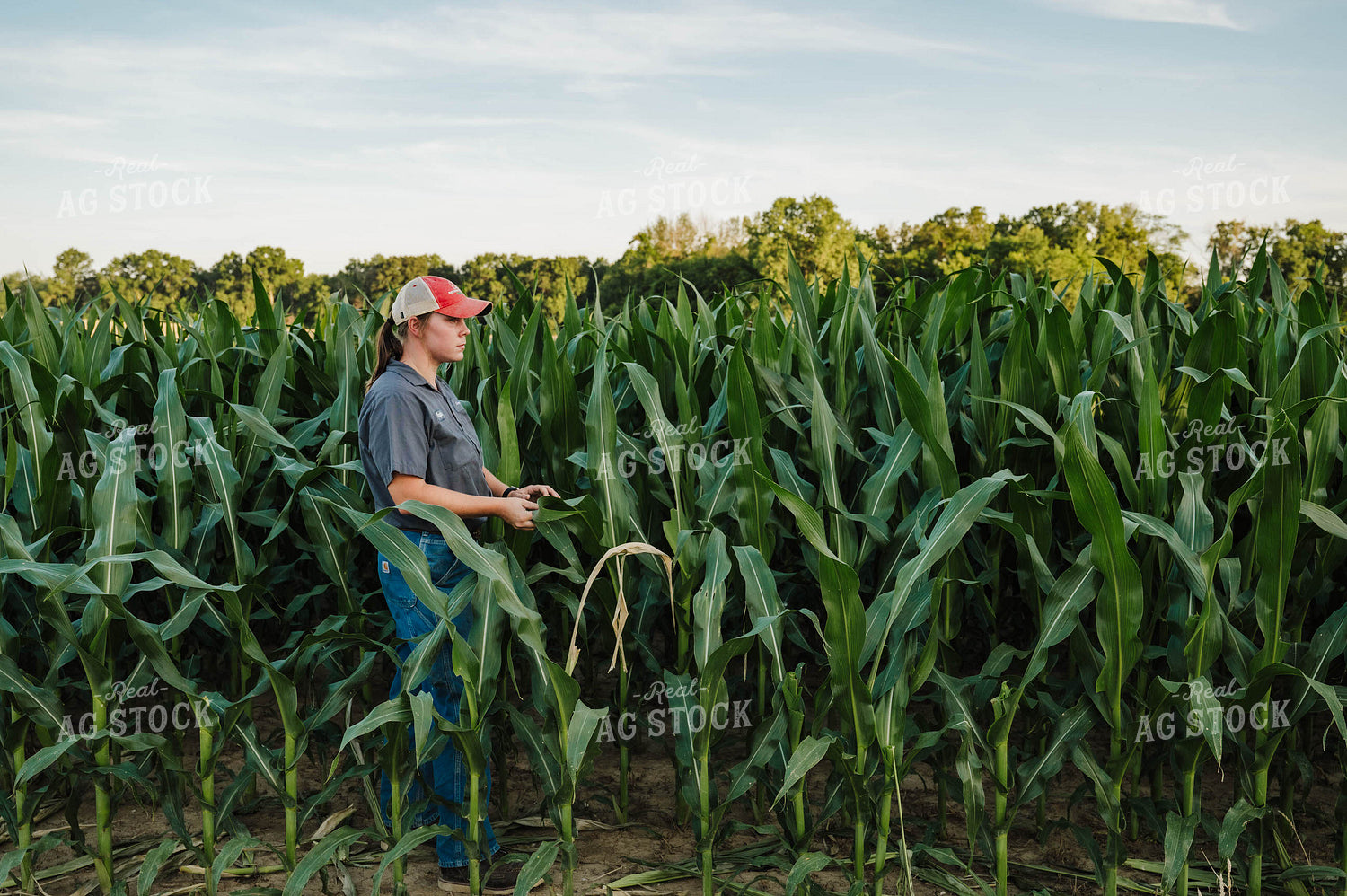 Female Farmer Checking Corn 115289