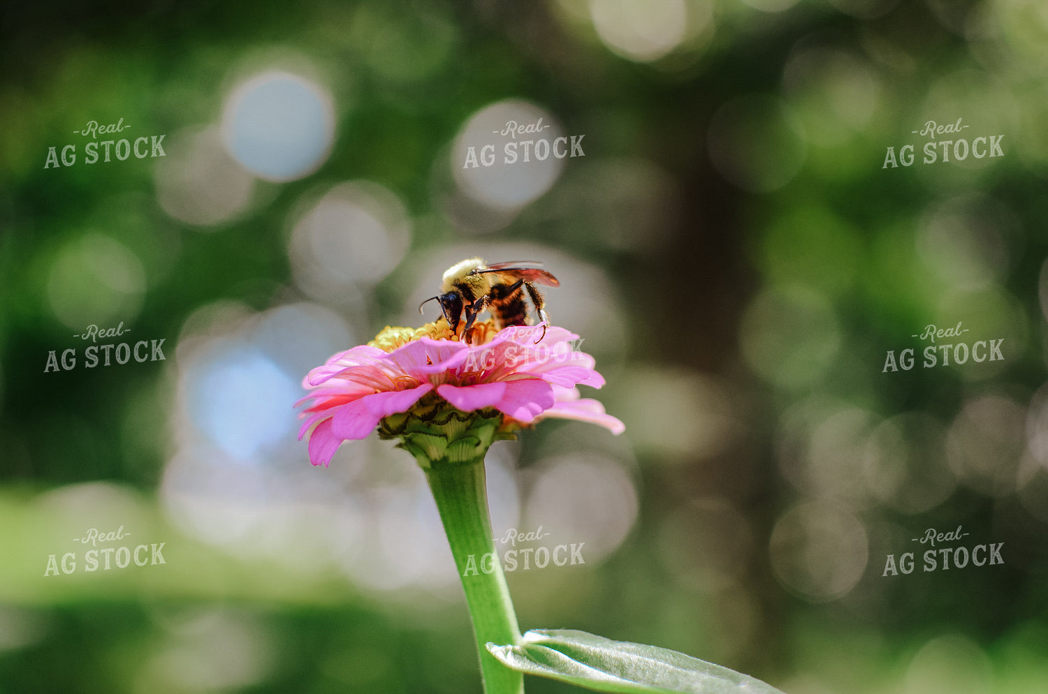 Bee on Flower 125080