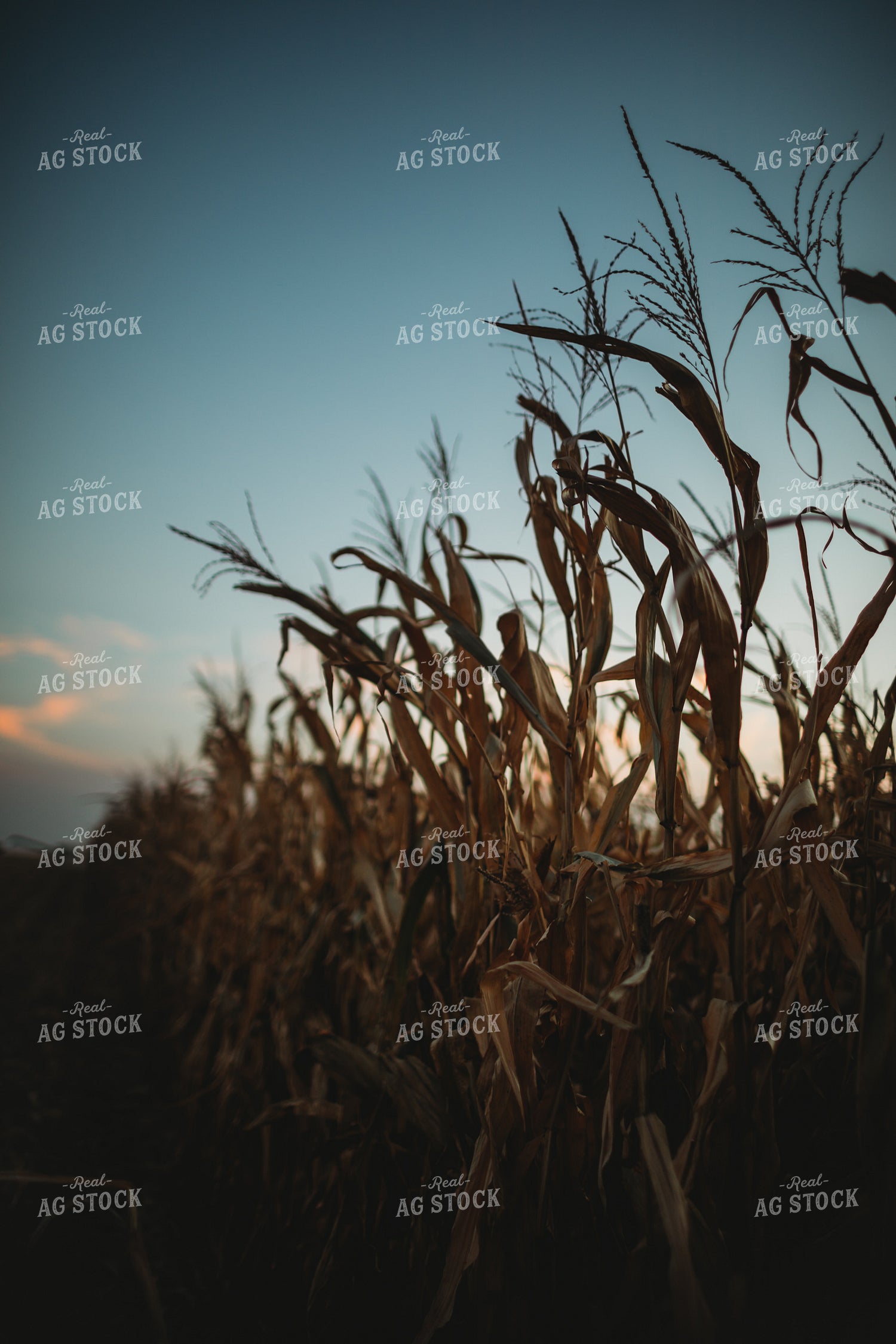 Dried Corn Tassel at Dusk 3398