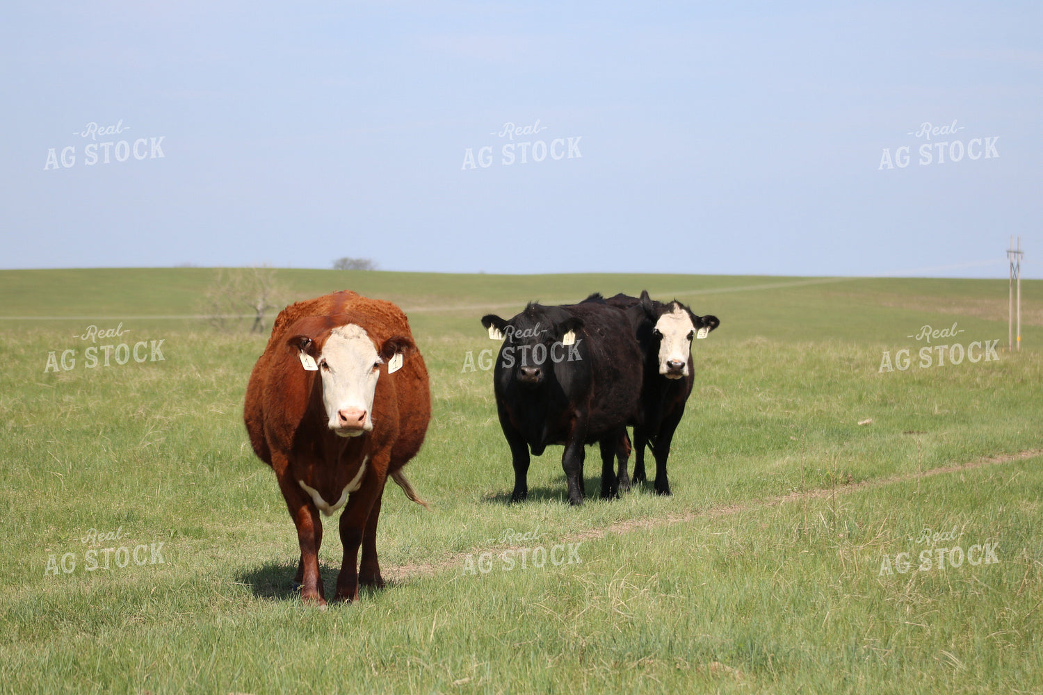 Cattle in Pasture 82076