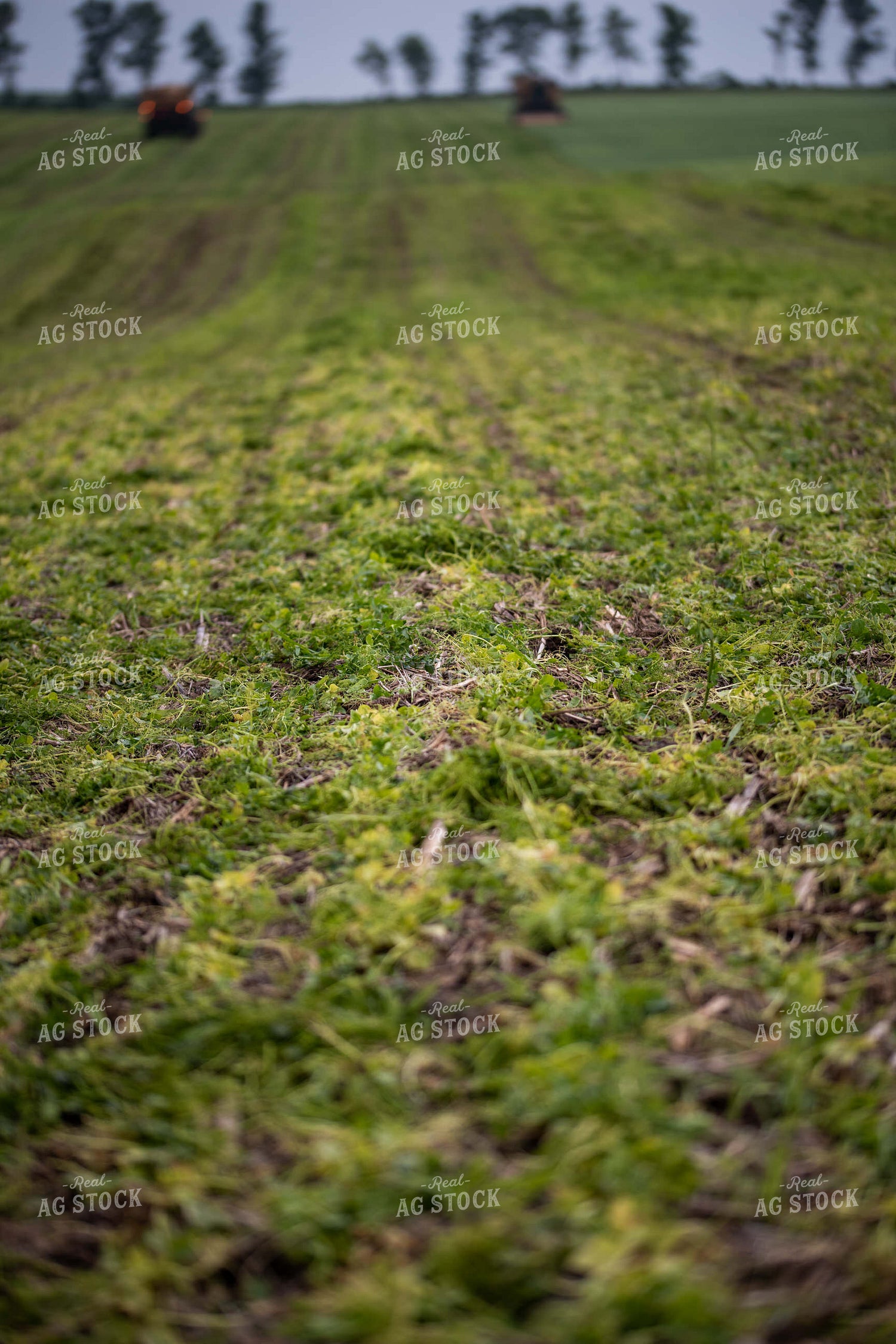 Rows of Pea Plants 76178