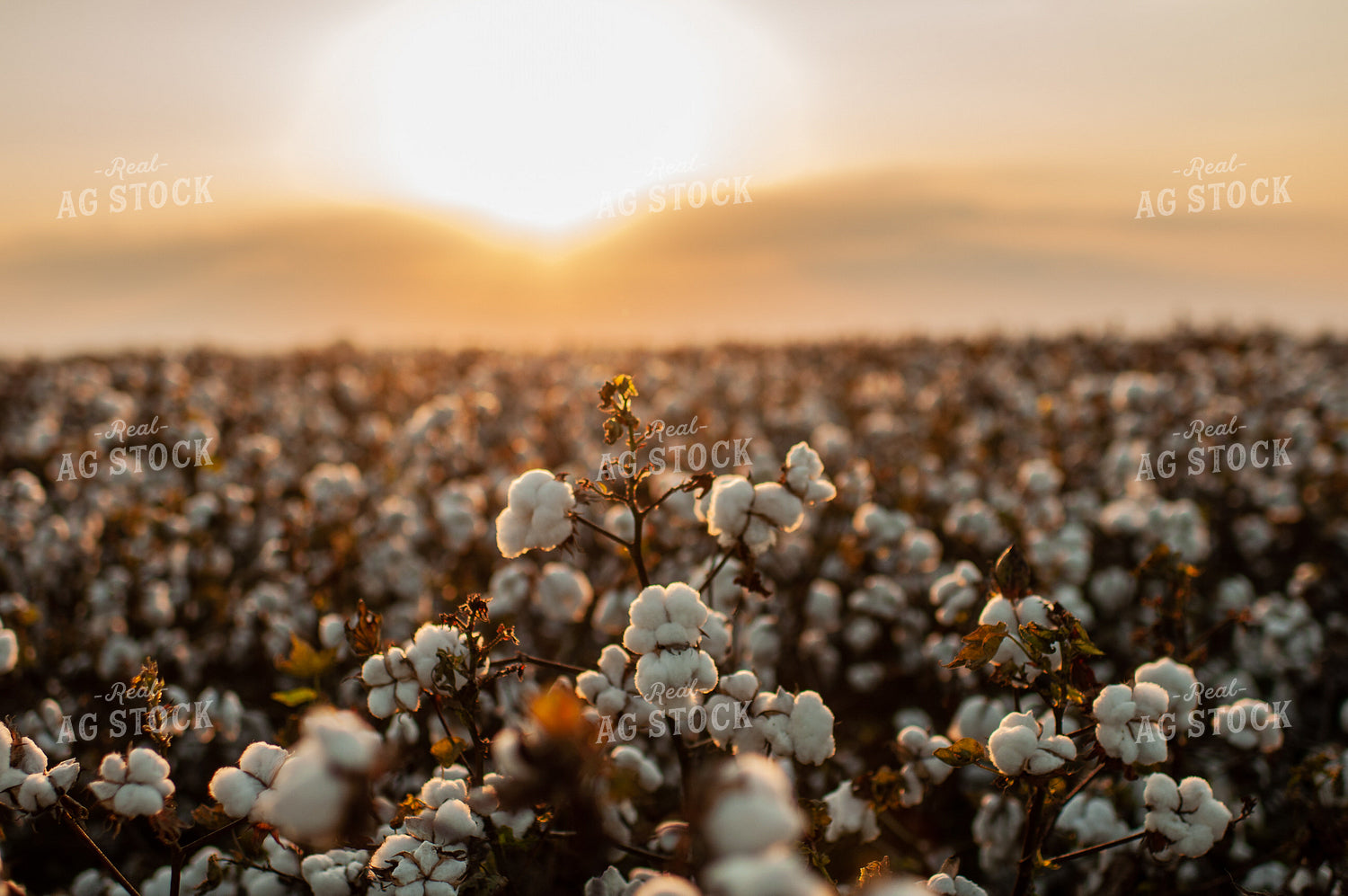 Field of Cotton 59063