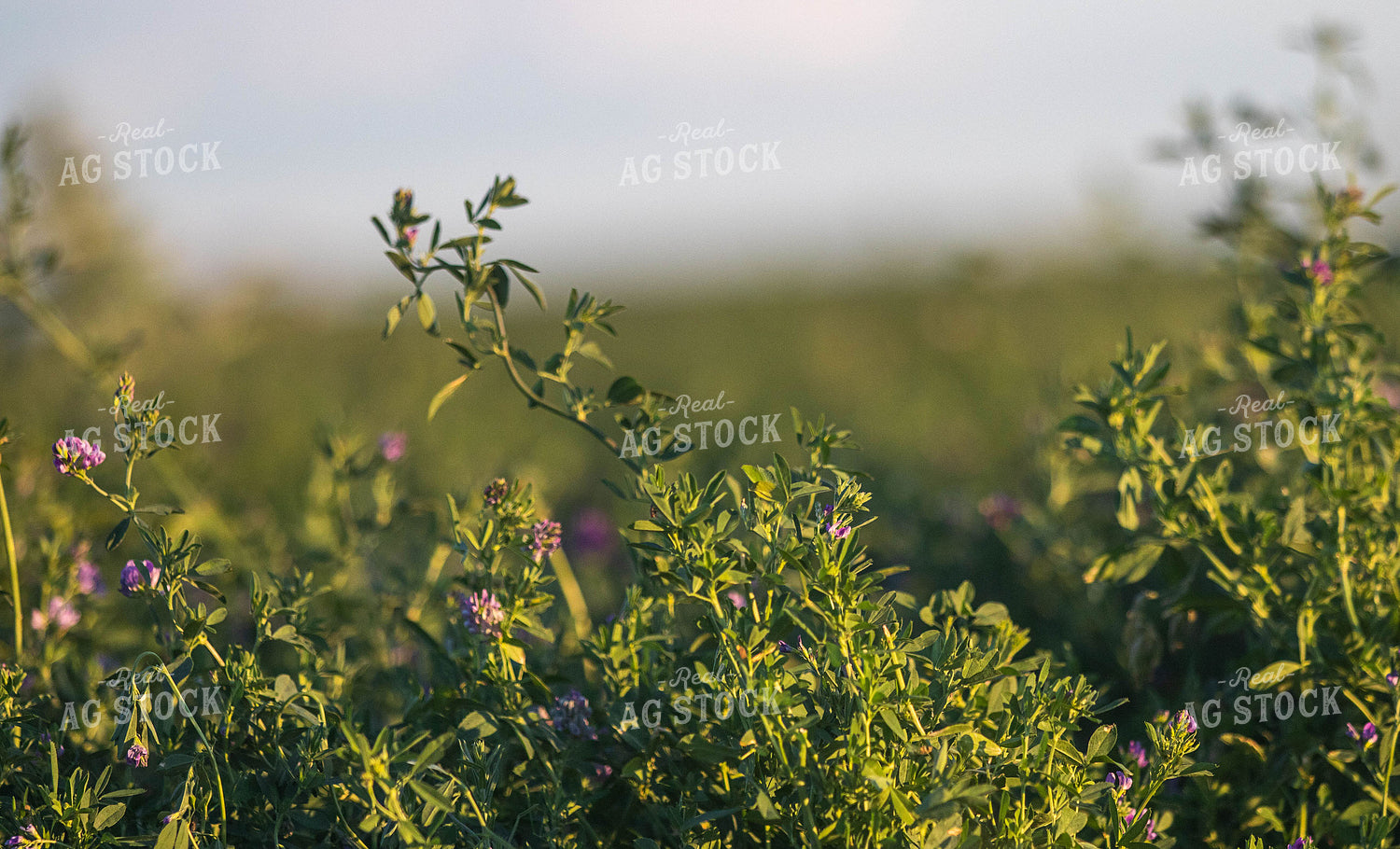 Alfalfa Plant 72057