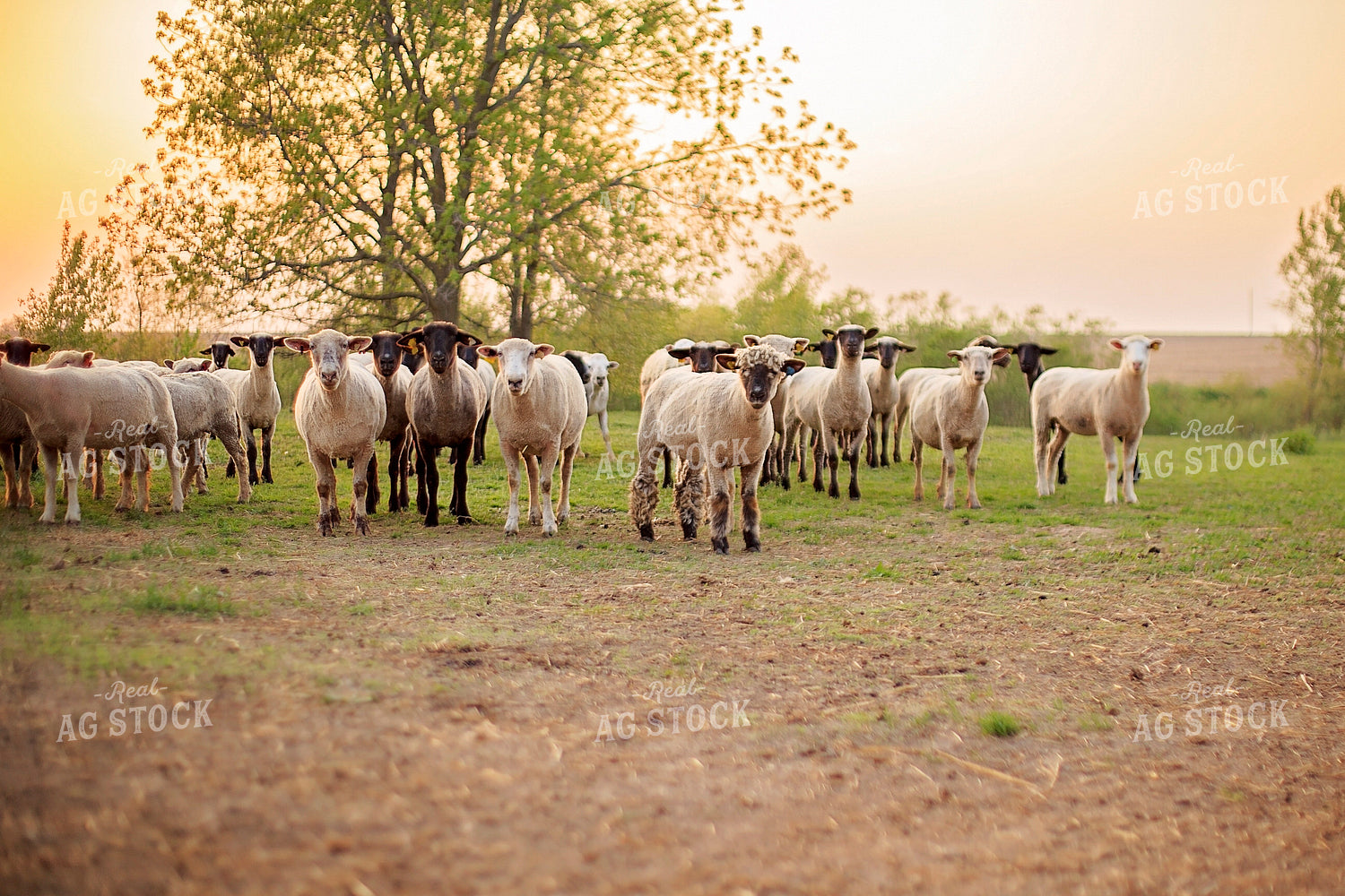 Sheep in Pasture 93172
