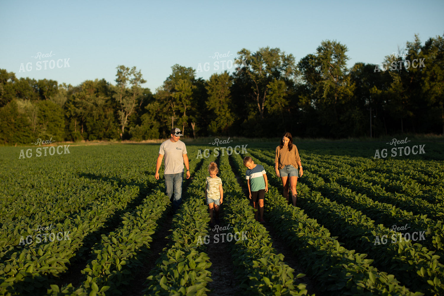 Farm Family Walking in Soybeans 6075