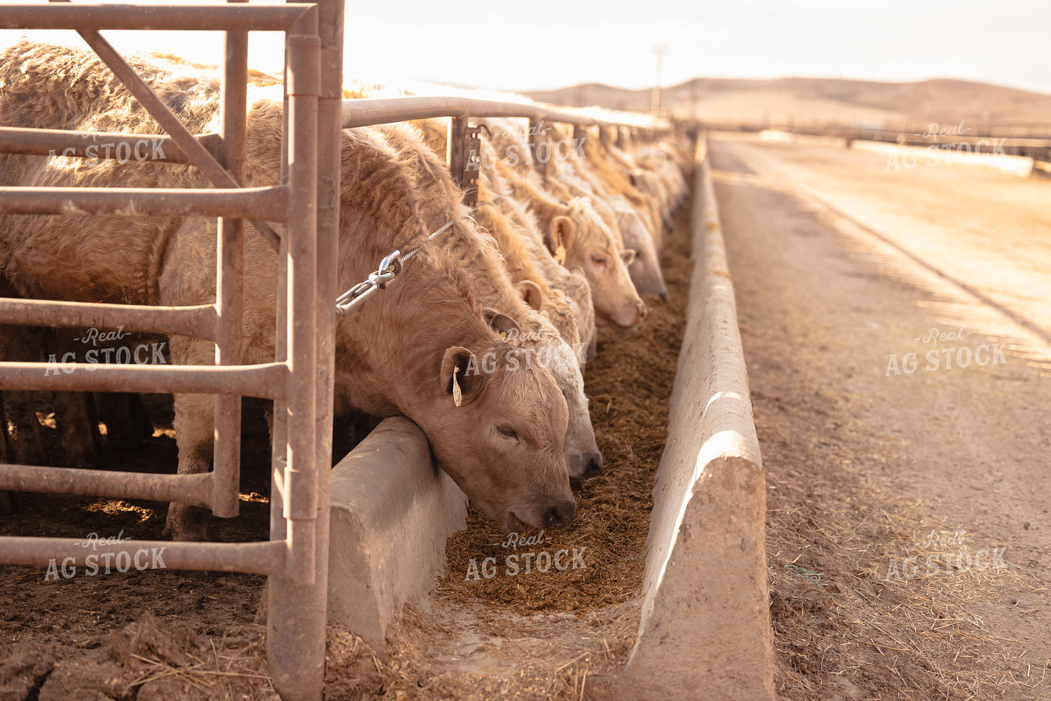 Charolais Cattle Eating in Feedlot 114071