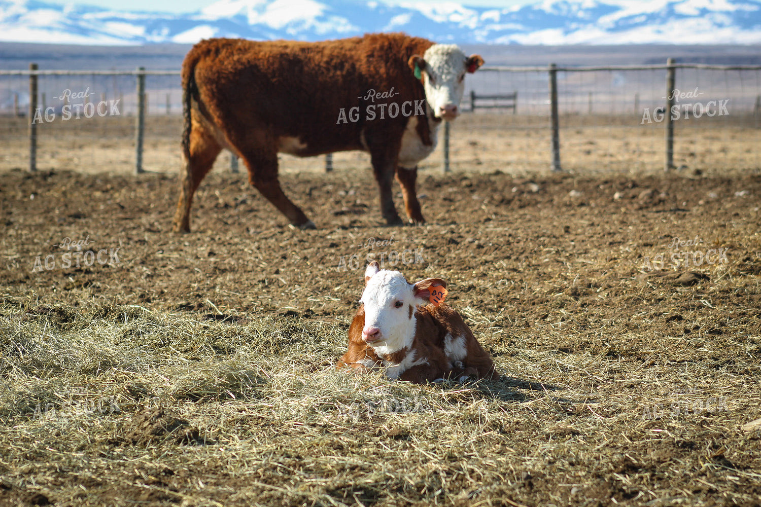 Hereford Cow and Calf Pair 78105
