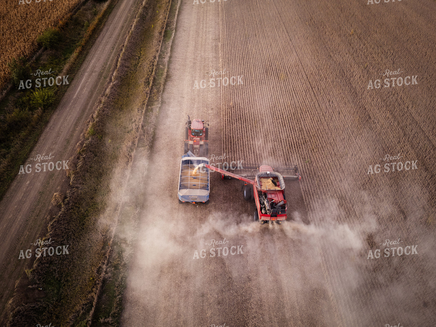 Soybean Harvest 67949