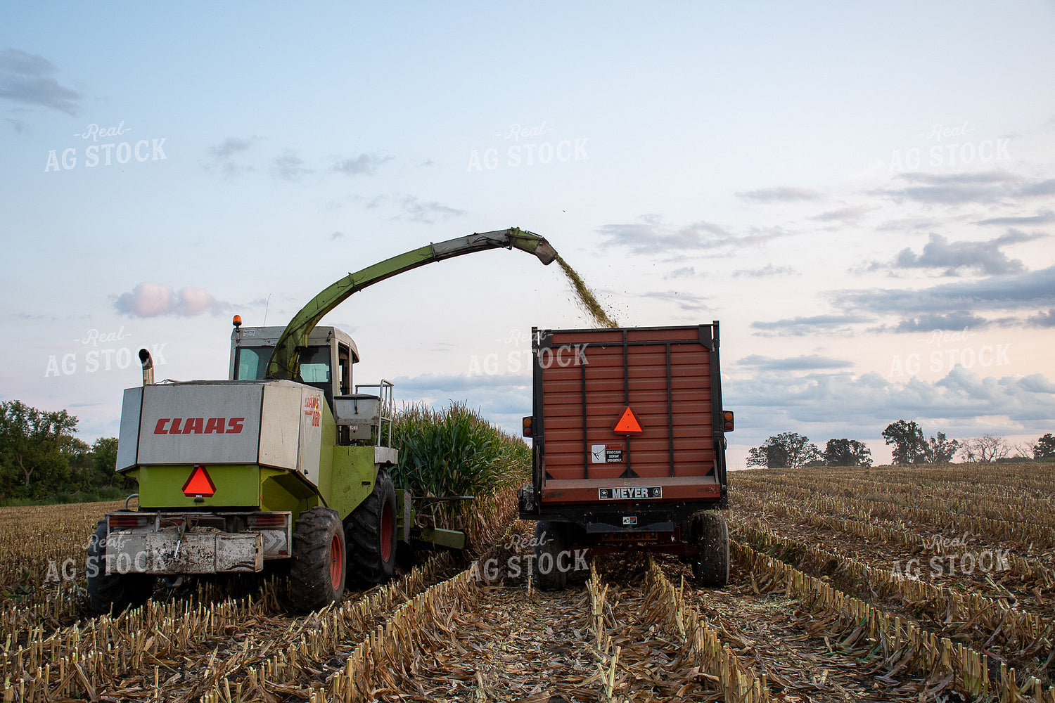 Silage Harvest 50241