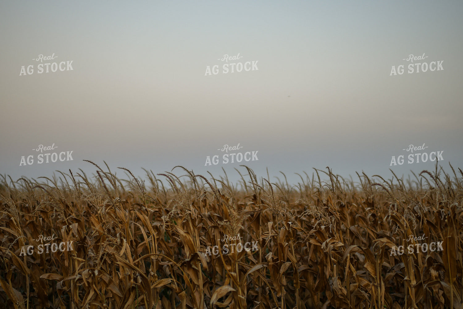 Dried Corn Field 59086