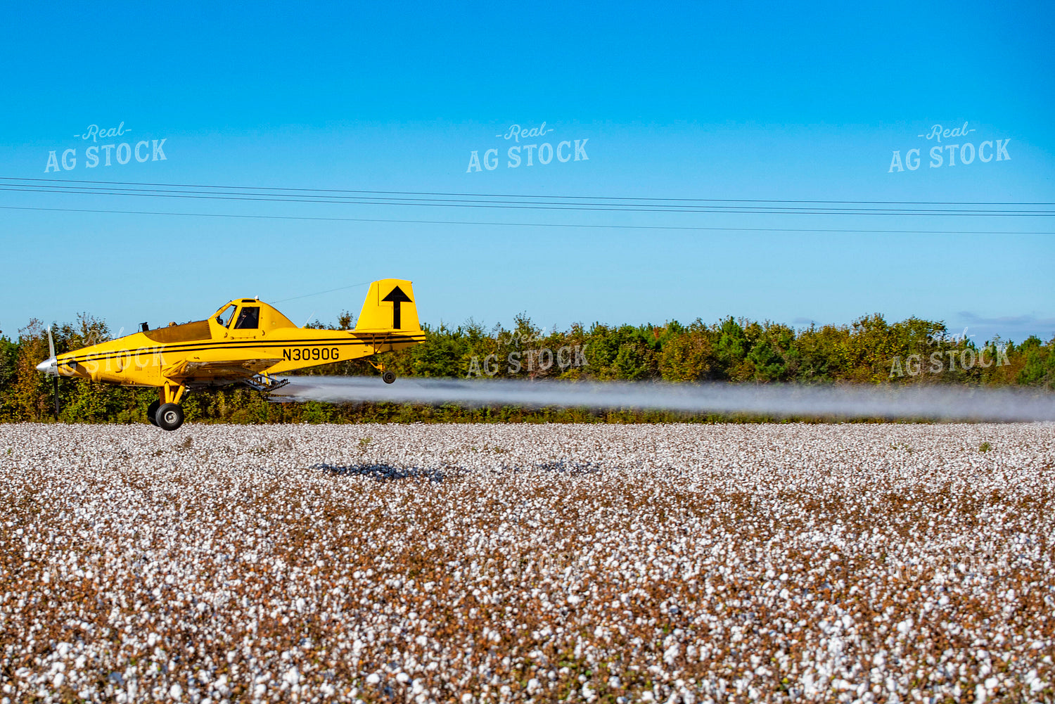 Crop Duster Spraying Cotton Field 136256