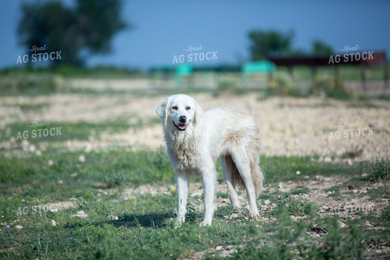 Ranch Dog 134045