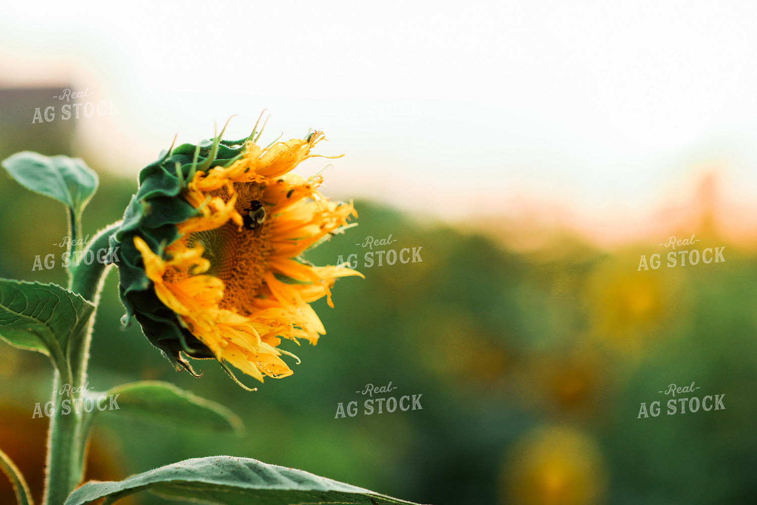 Bee Pollinating Sunflower 3269