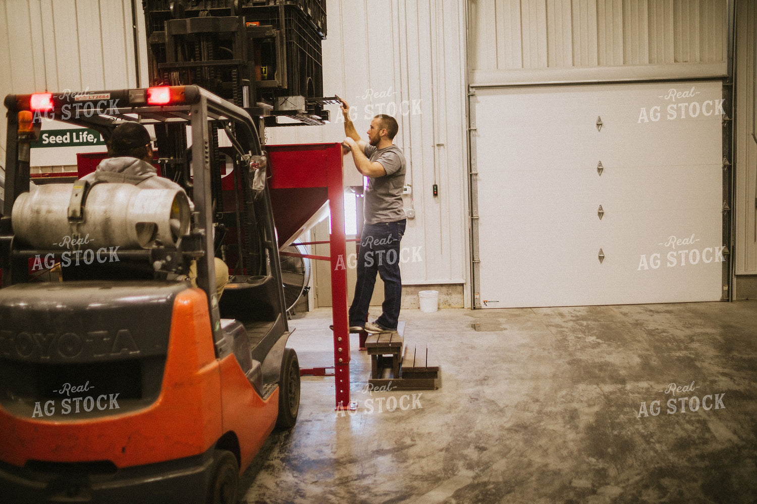 Forklift Operator with Dumping Soybean Bulk Bin 5291