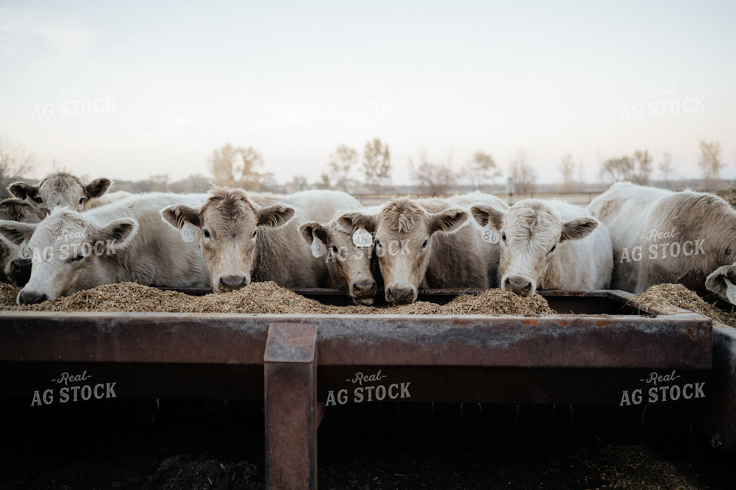 Charolais Cattle Earing at Feed Bunk 170011