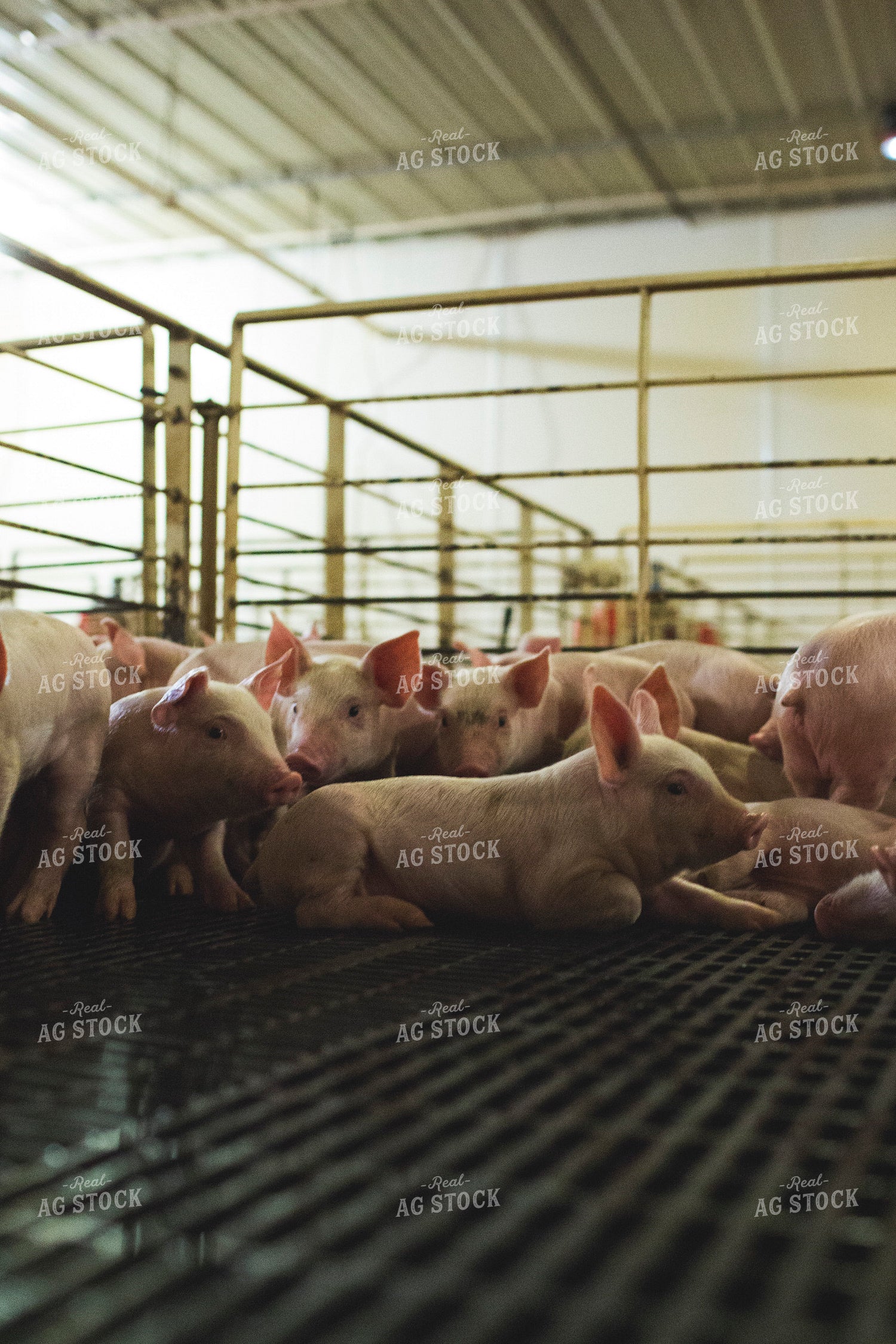 Piglets in Modern Barn 3875