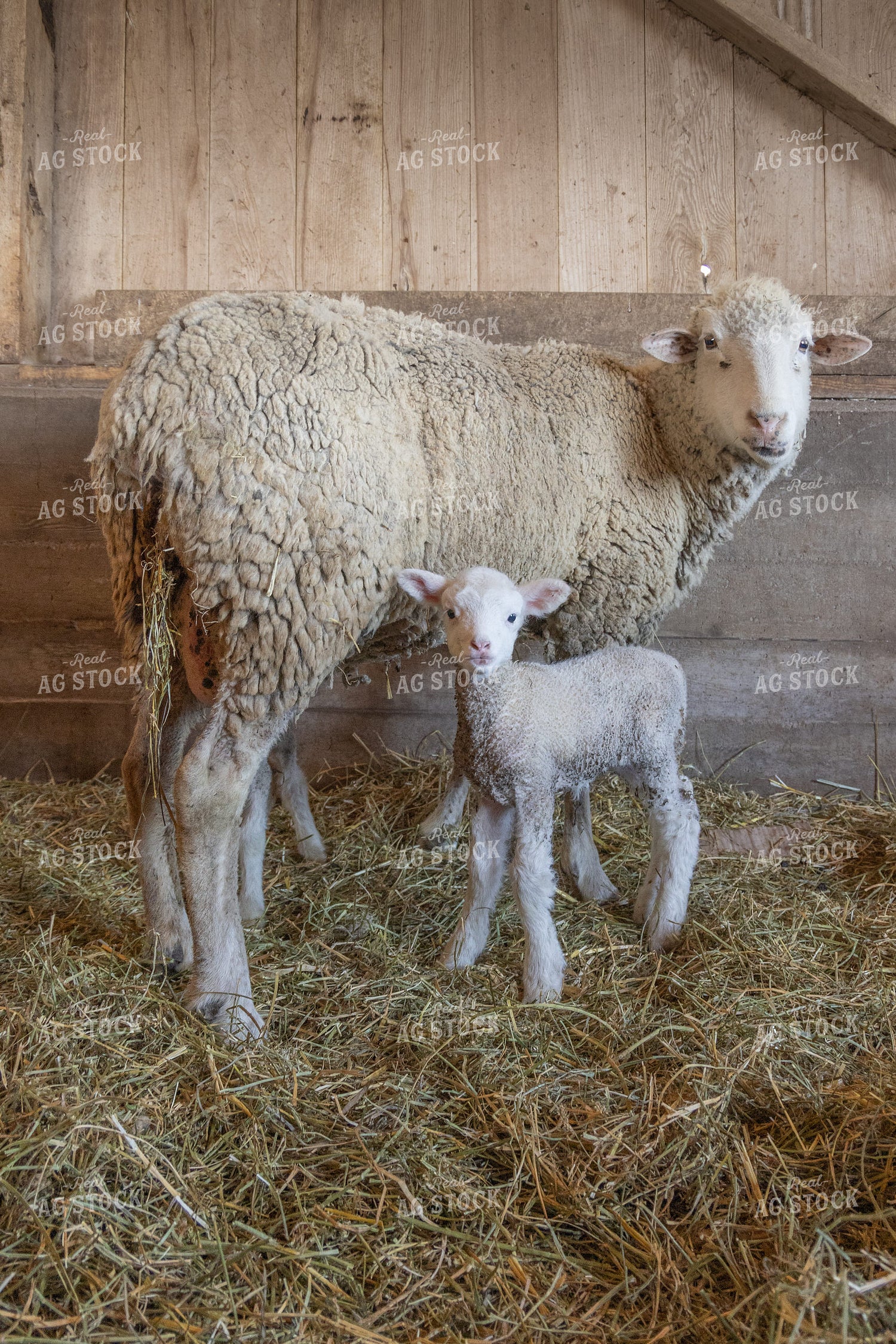 Sheep and Lamb in Barn 124009