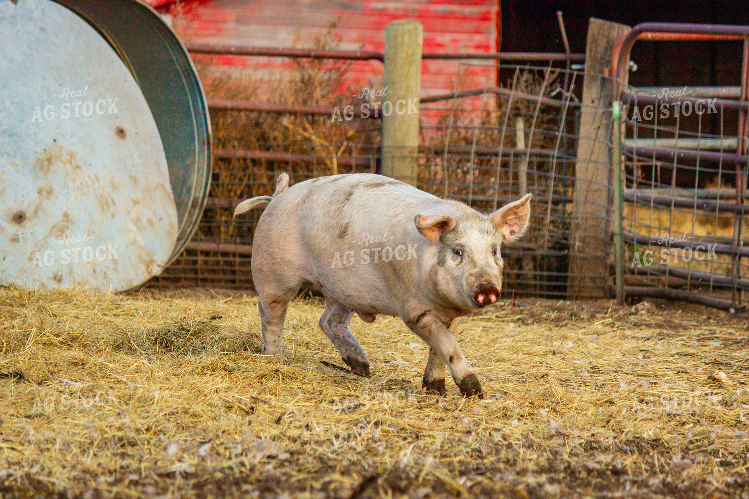 Pig 155100