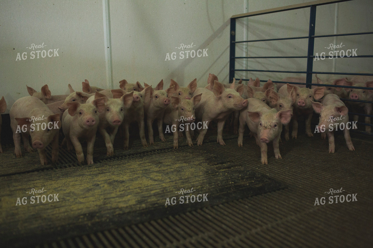 Piglets in Modern Barn with Feeding Mat 3880