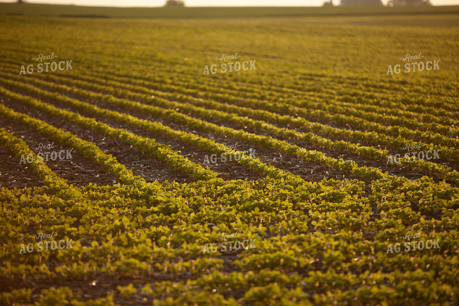 Soybeans - Mid-Season 1493