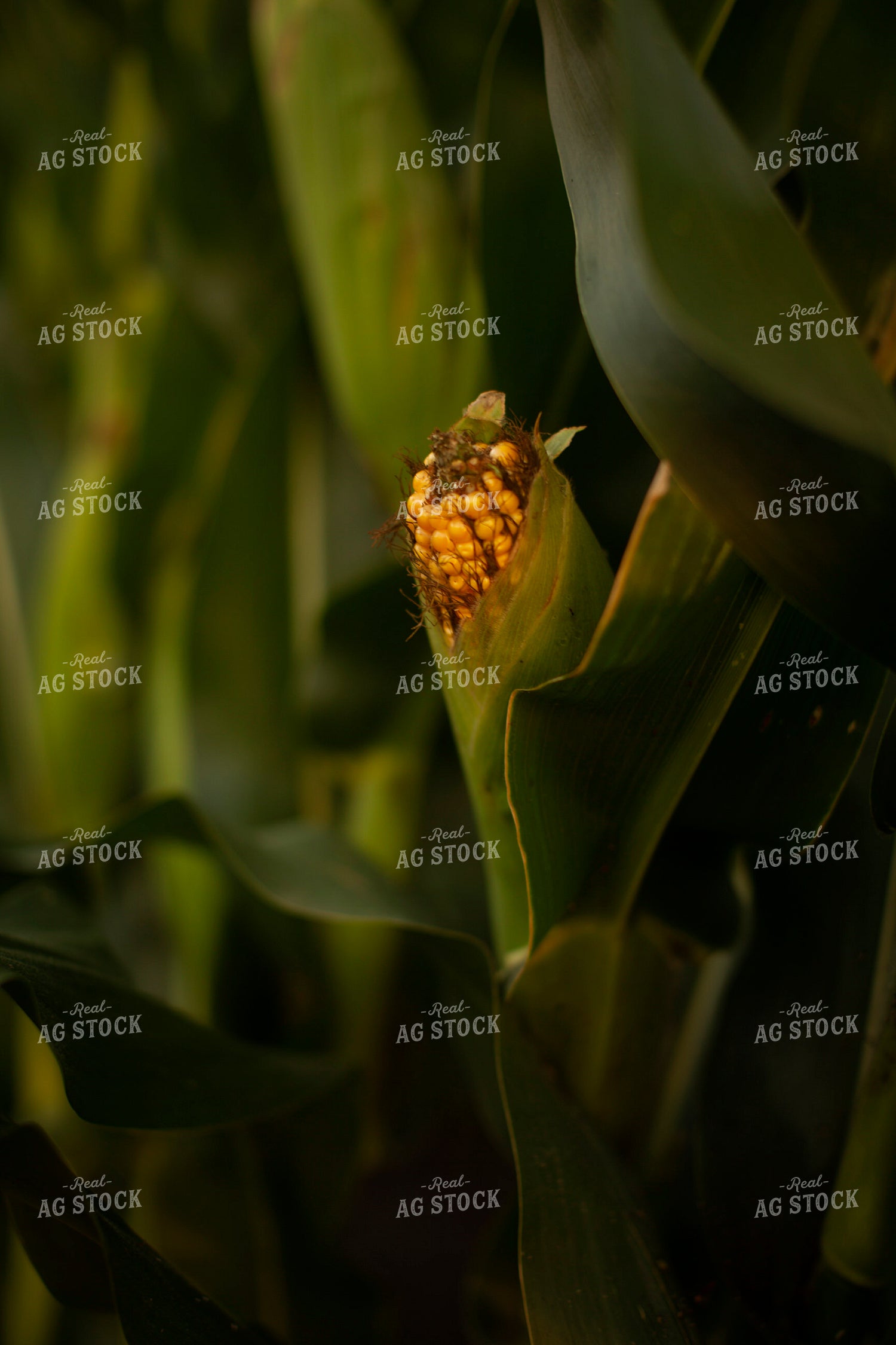 Corn - Mid-Season 2296