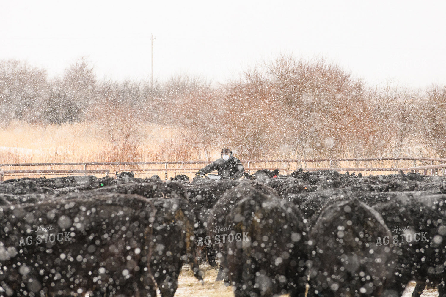 Rancher Driving Through Cattle Pasture 51057
