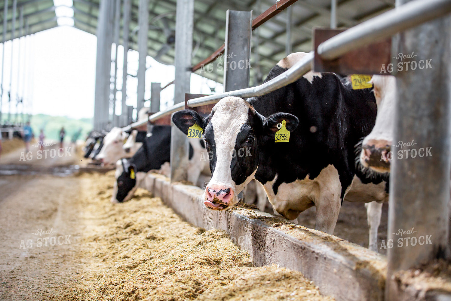 Holstein Cattle Eating in Freestall Barn 270225