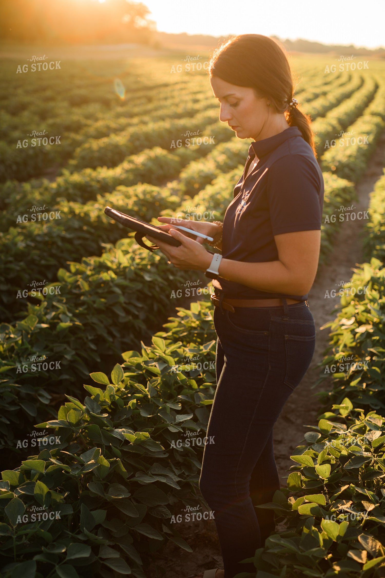 Agronomist or Farmer in Soybean Field with Tablet 6085