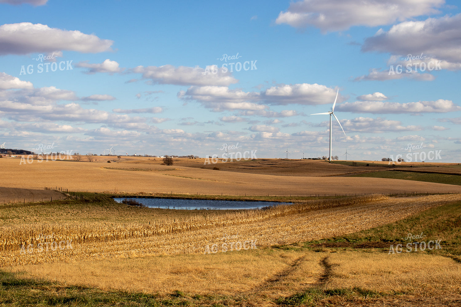 Farm Pond with Corn and Soybean Fields 67047