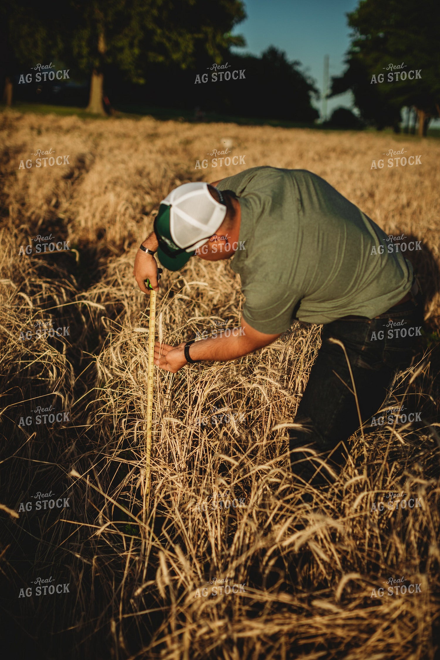 Farmer Agronomist with Tape Measure in Soybean and Rye Cover Crop Field 5860