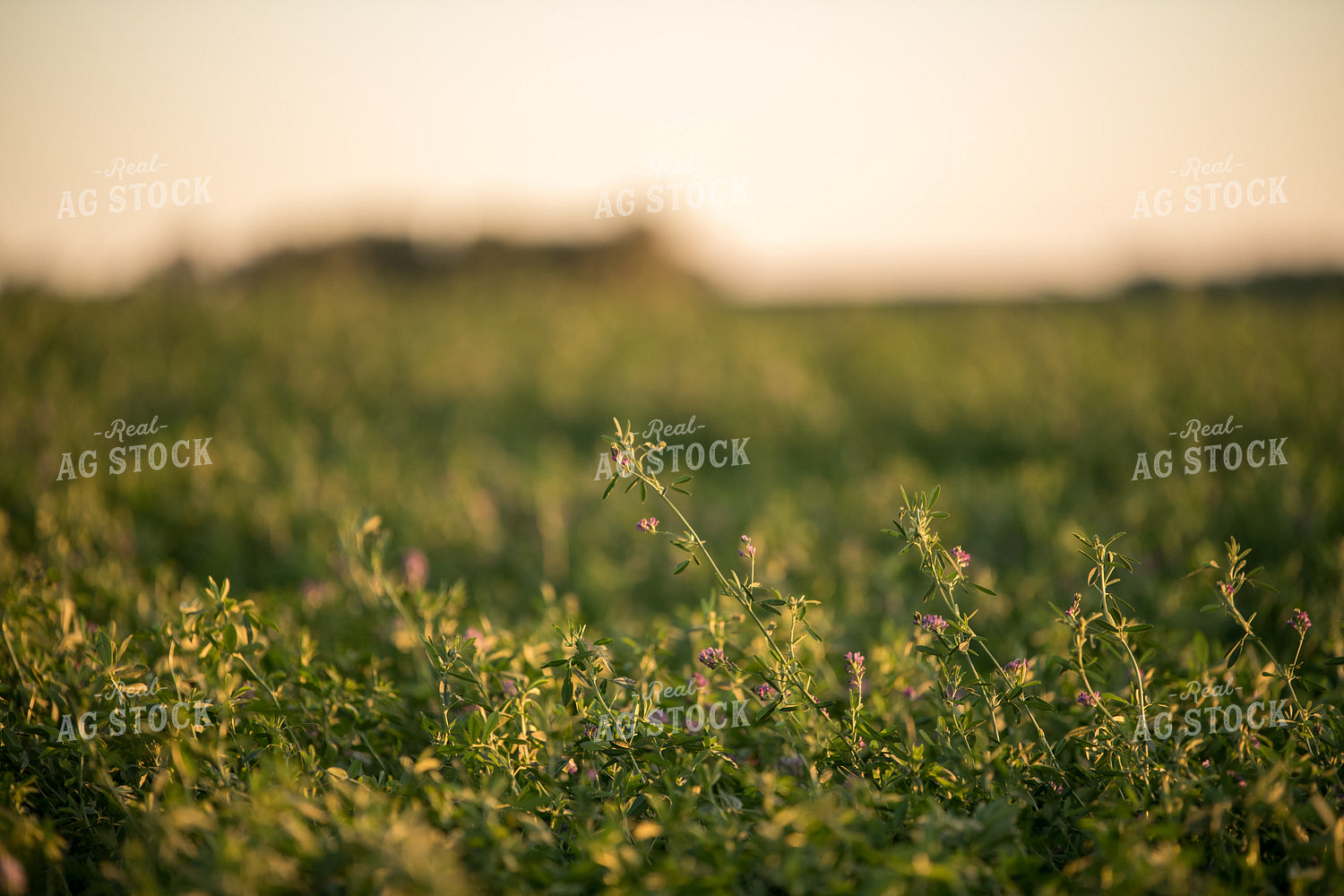 Alfalfa 76492