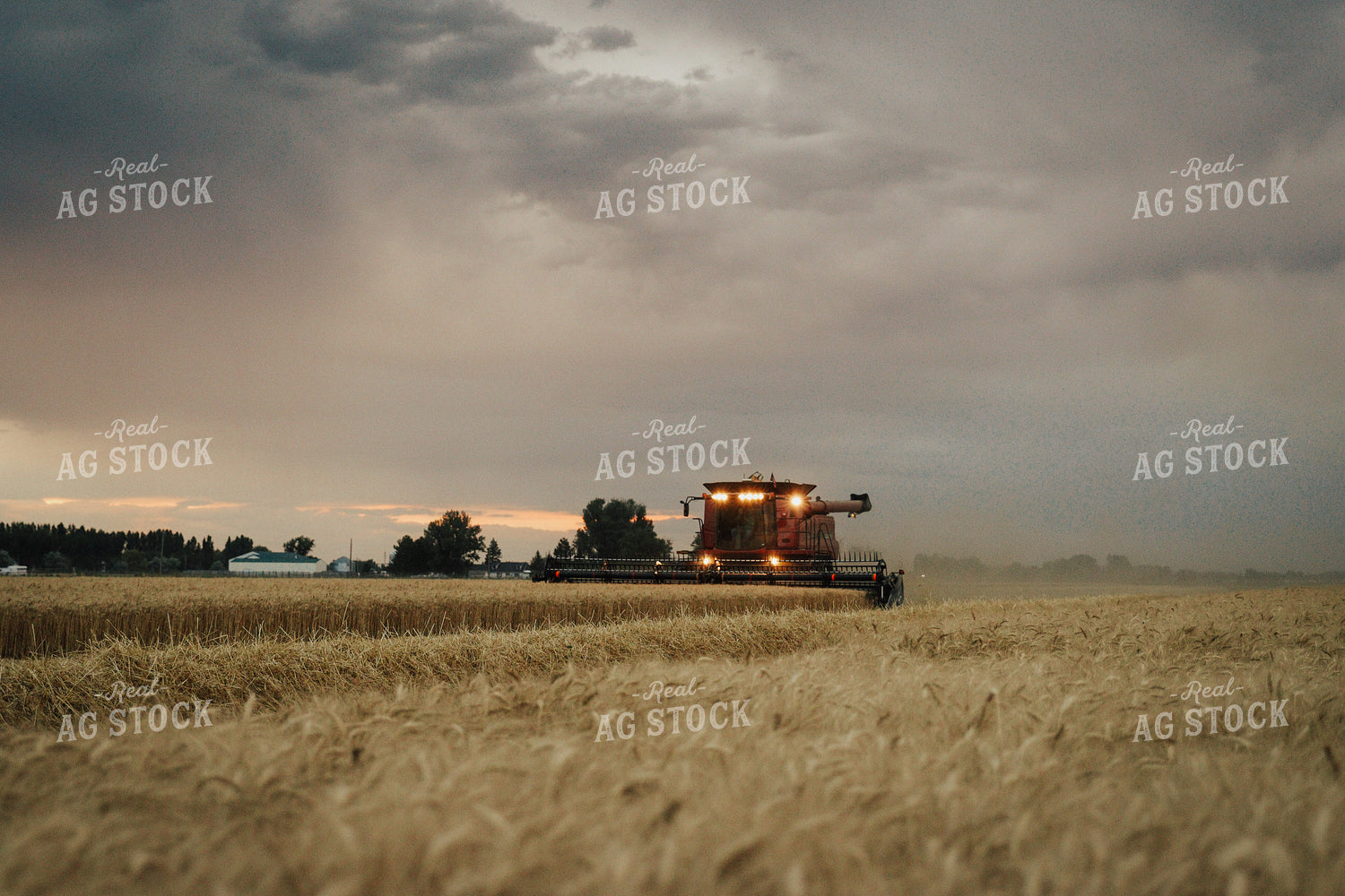 Wheat Harvest 83121
