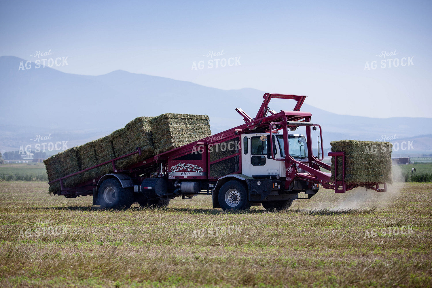 Picking Up Bales 81154