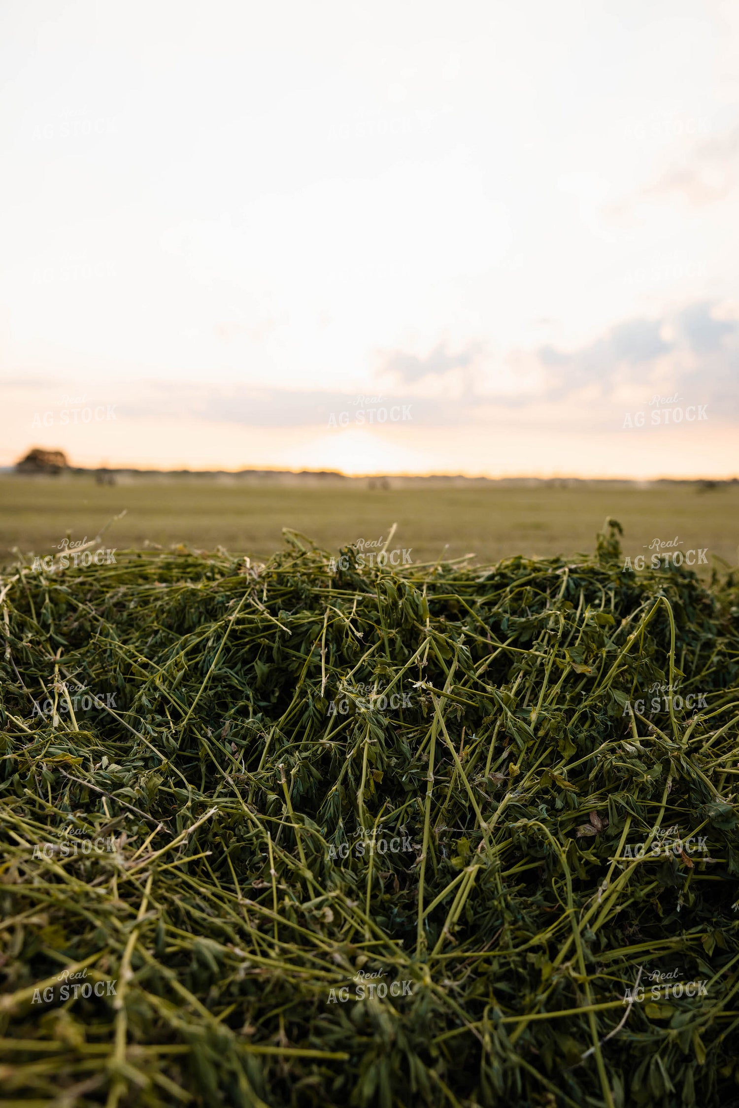 Chopped Silage 152133