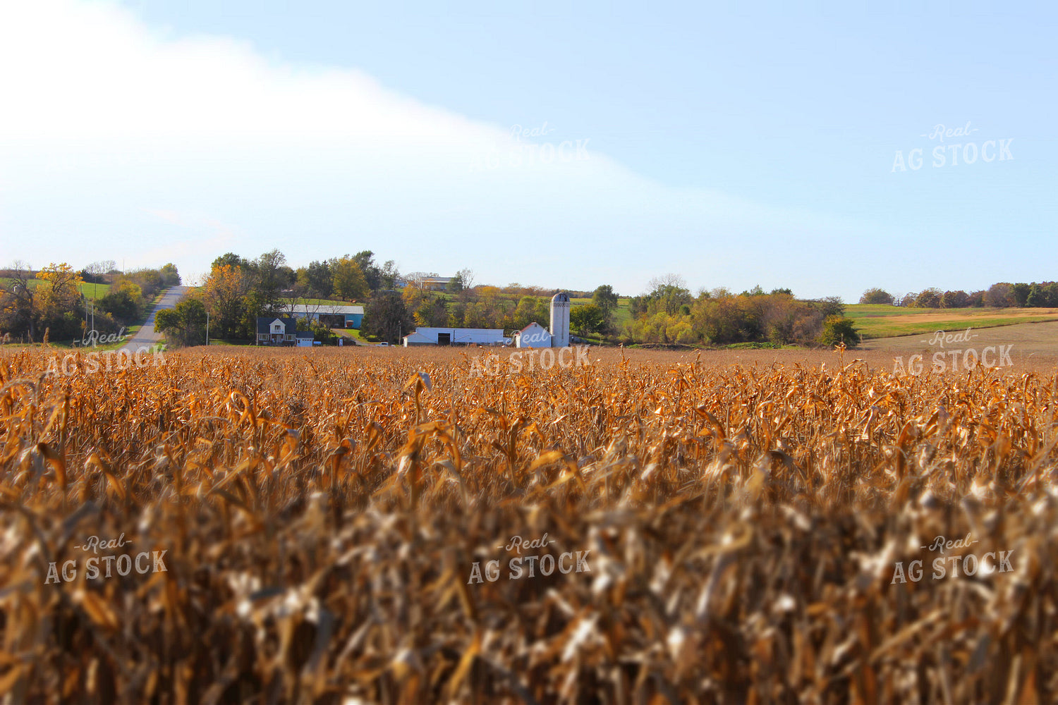 Farmstead over Dried Corn Field 214092