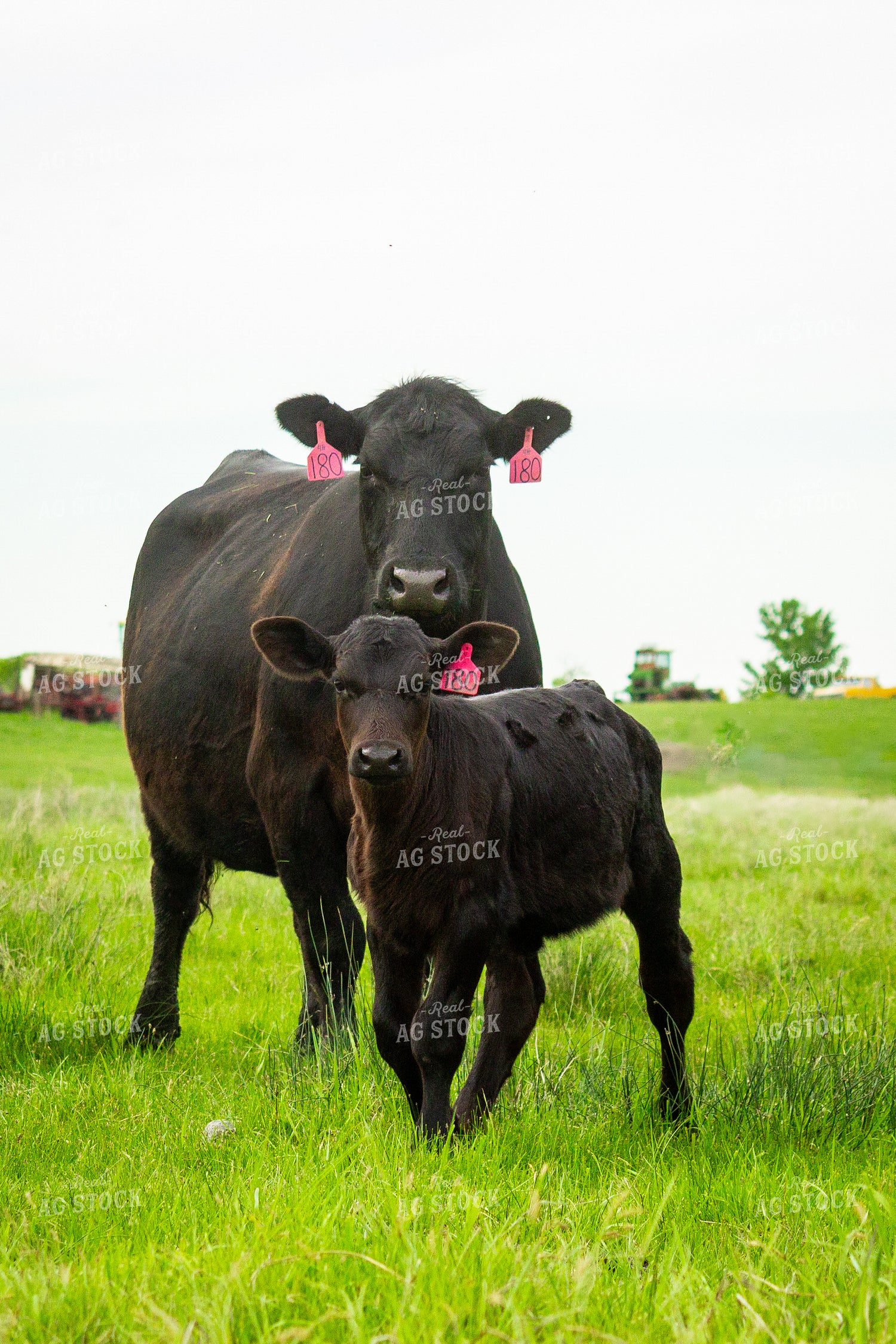 Angus Cow Calf Pair 155200