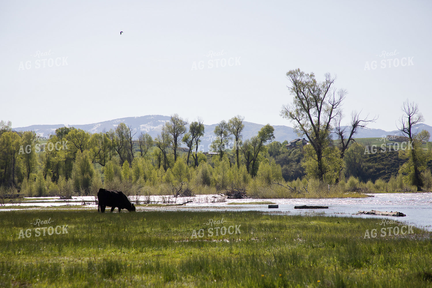 Cattle Along Creek in Pasture 117043