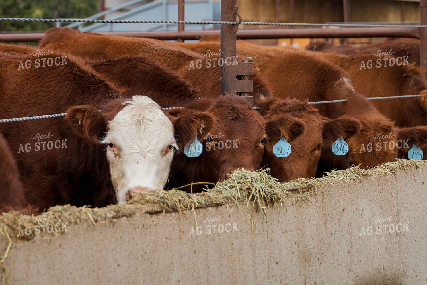 Cattle Eating Out of Trough 97064