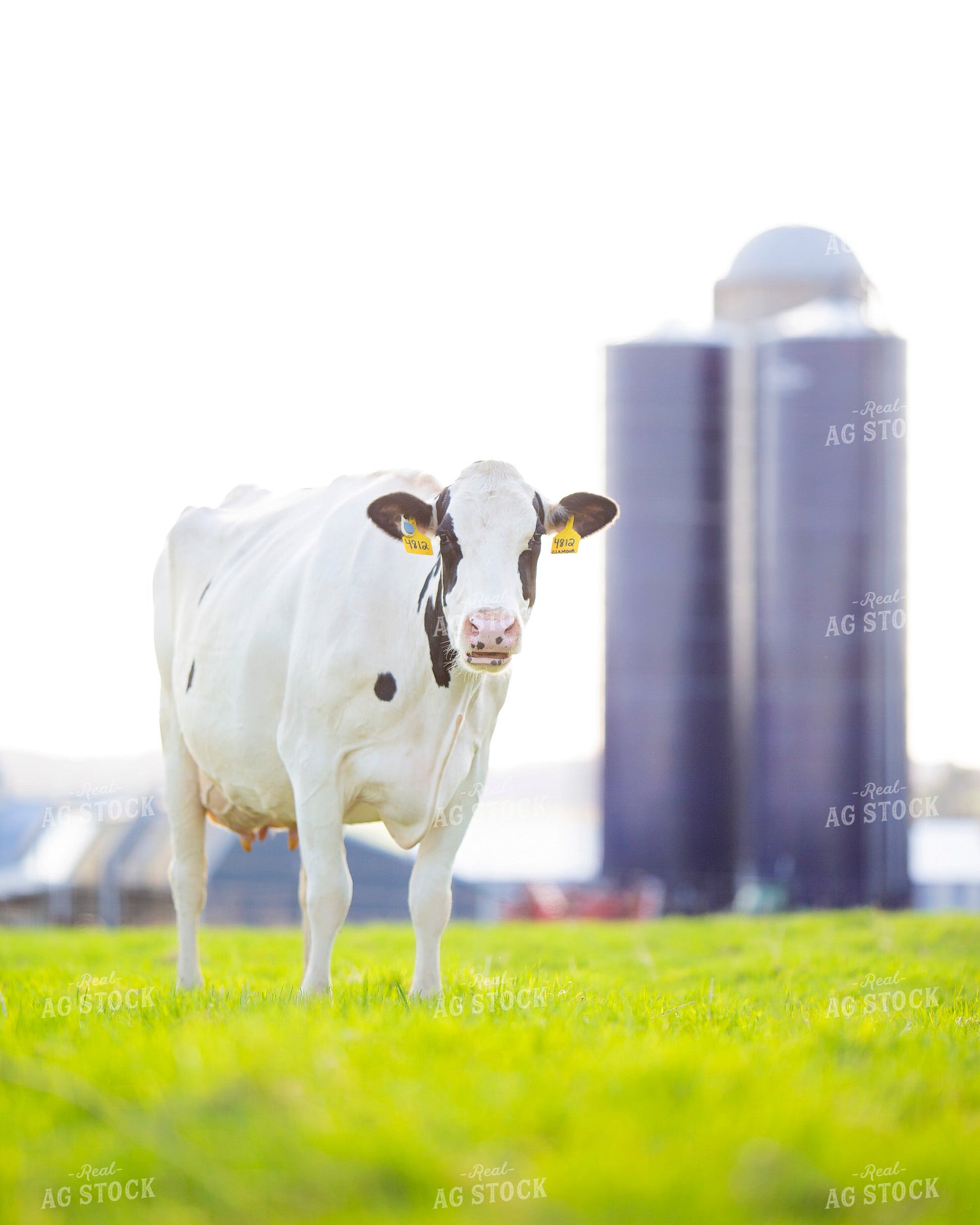 Holstein Cow in Pasture 55126