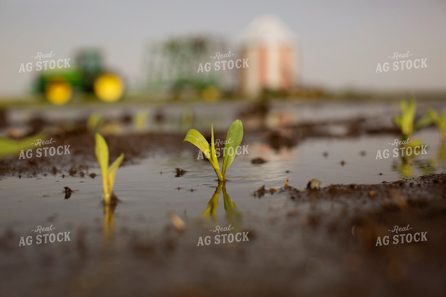 Wet Field with Early Growth Corn and Tractor 5551