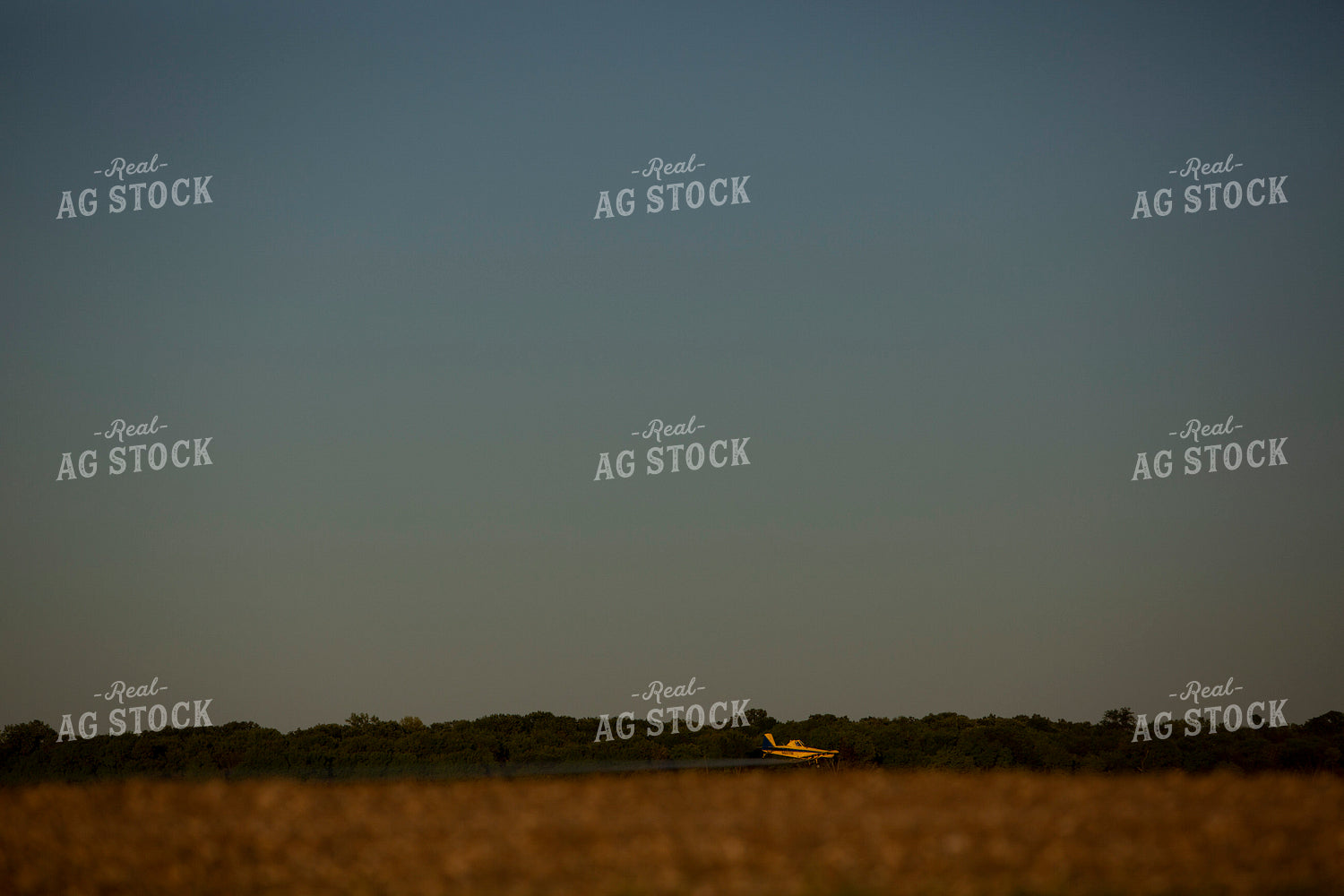 Canola 1896