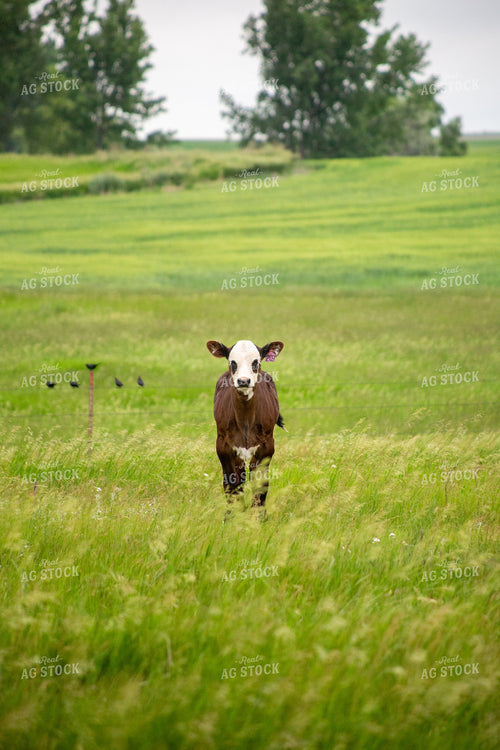 Cattle on Pasture 155649