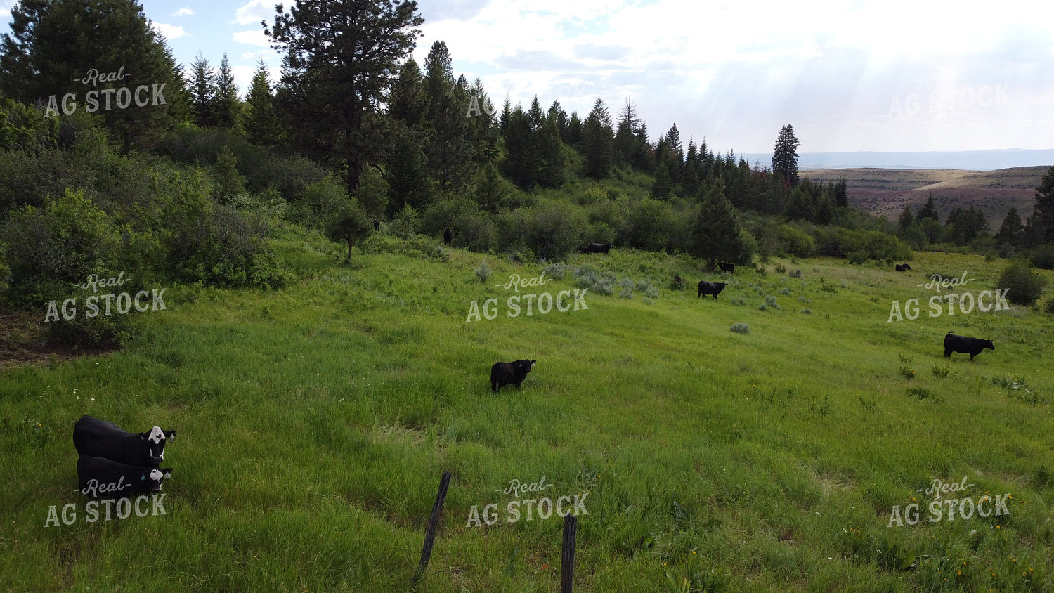 Aerial of Cattle on Pasture 122011