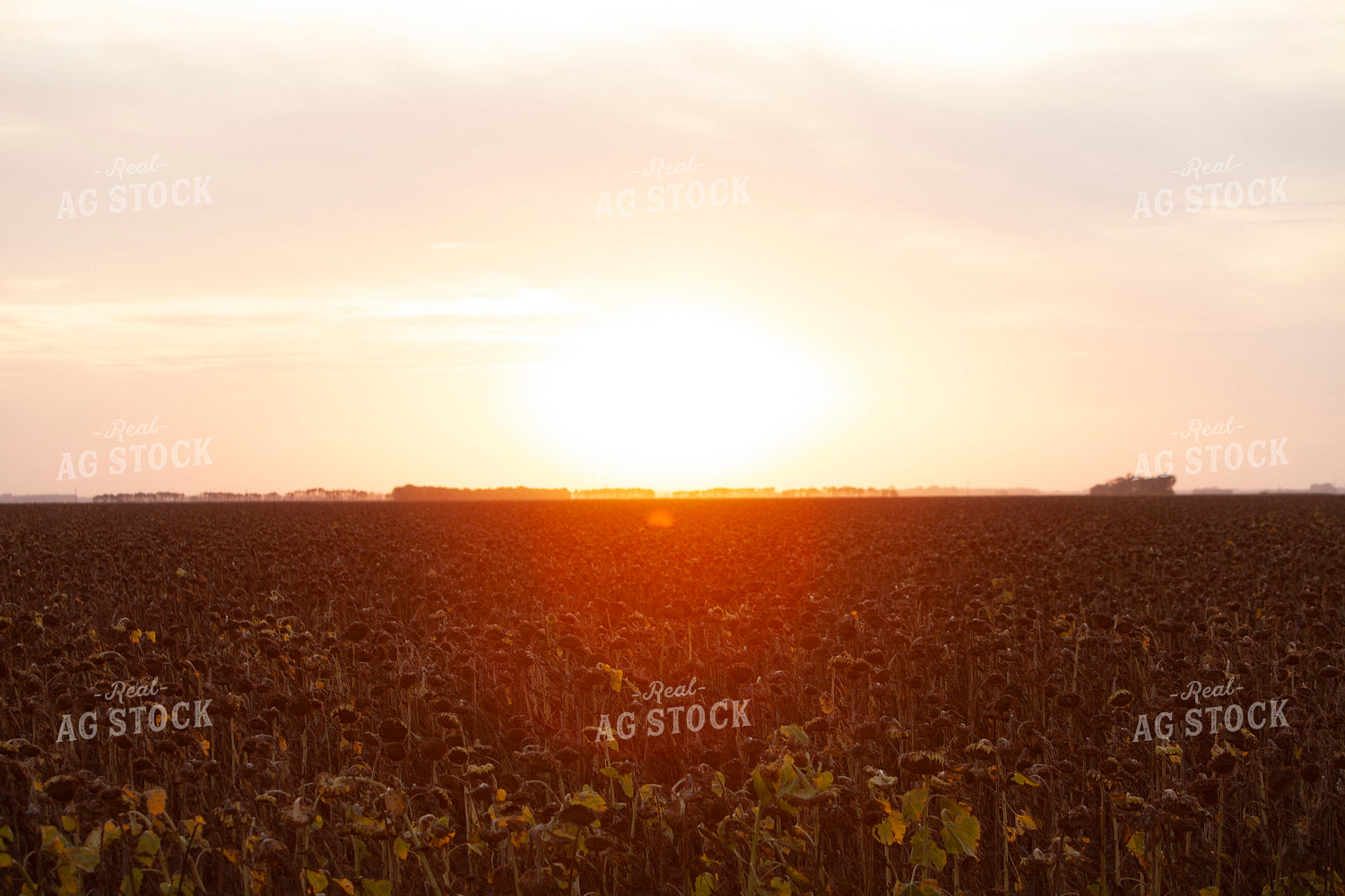 Sunflowers 2098