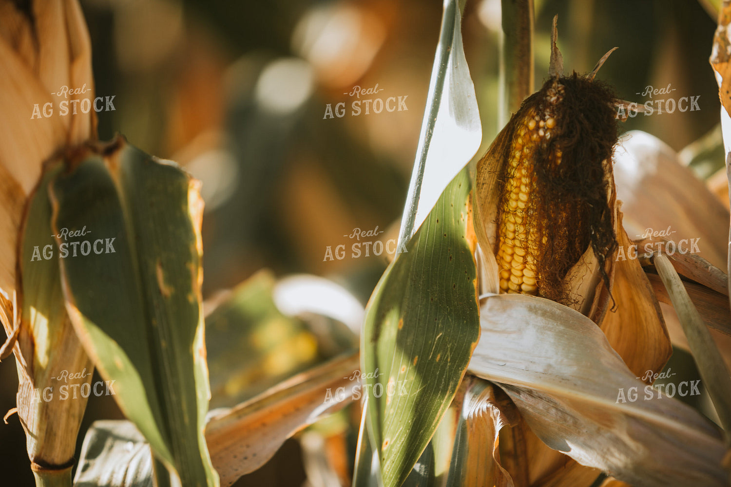 Dried Corn in Field 4744