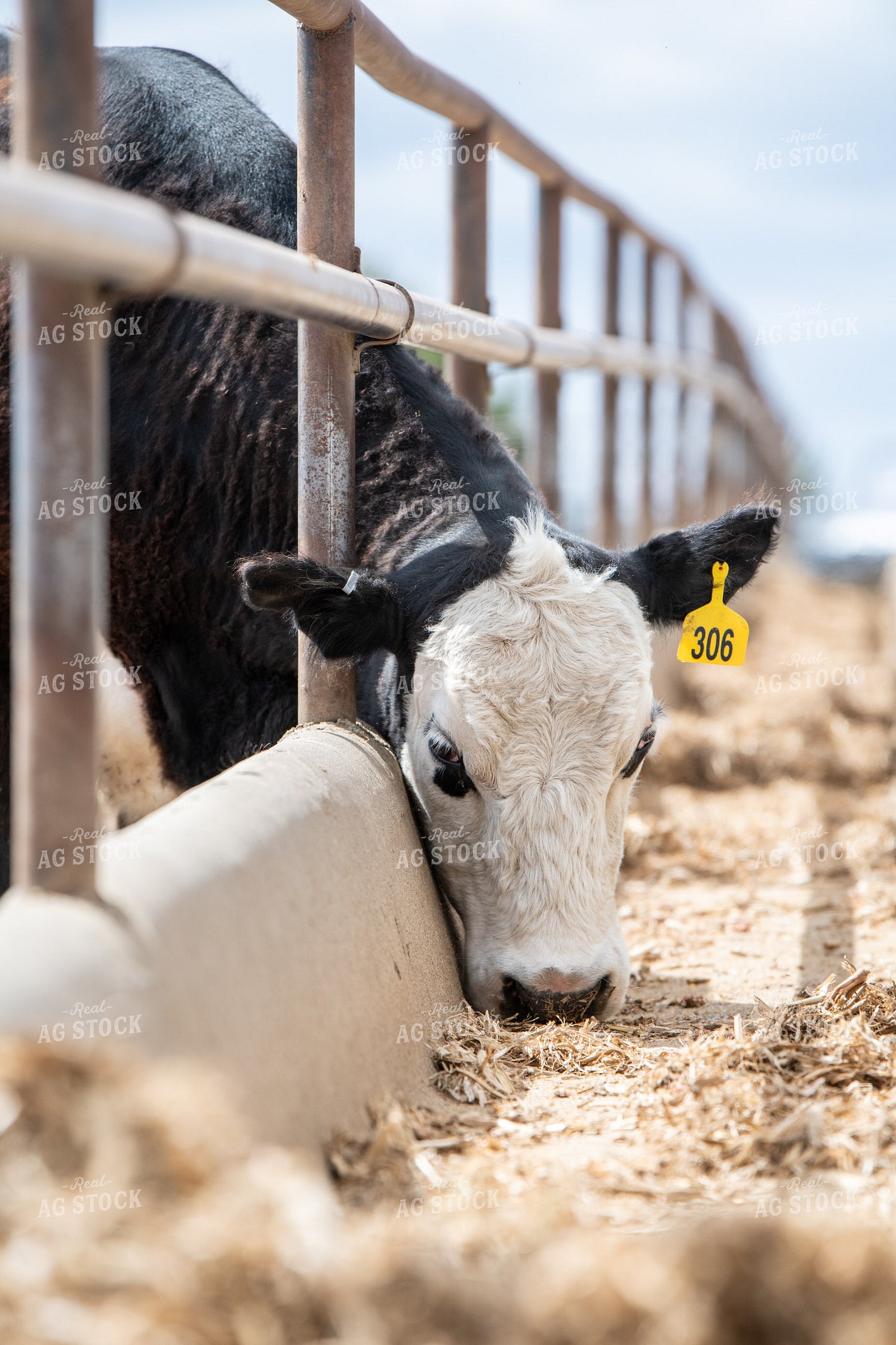 Black Baldy Eating from Feedbunk 193022