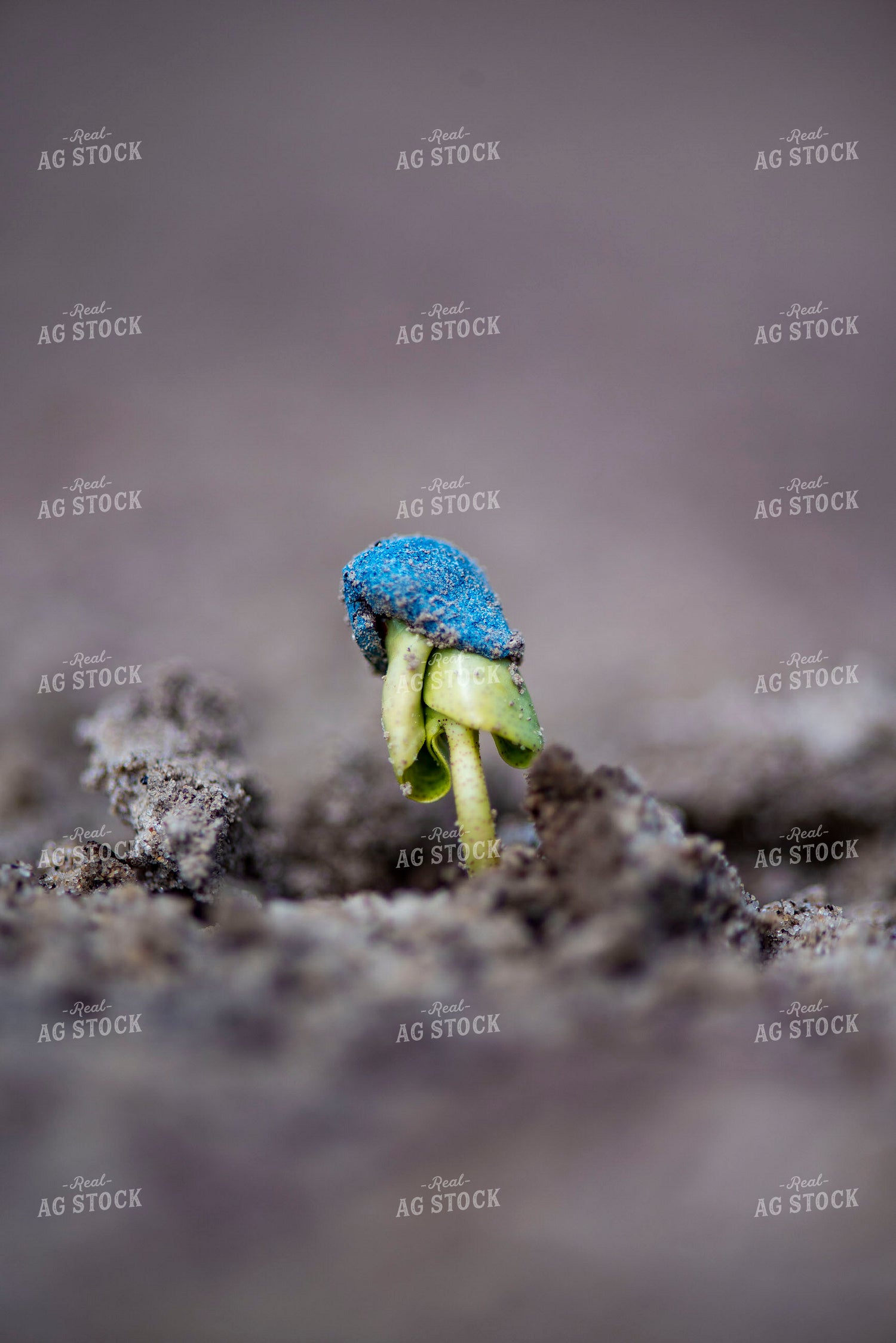 Cotton Seedling Emerges from Ground with Seed Coat Remaining 136038
