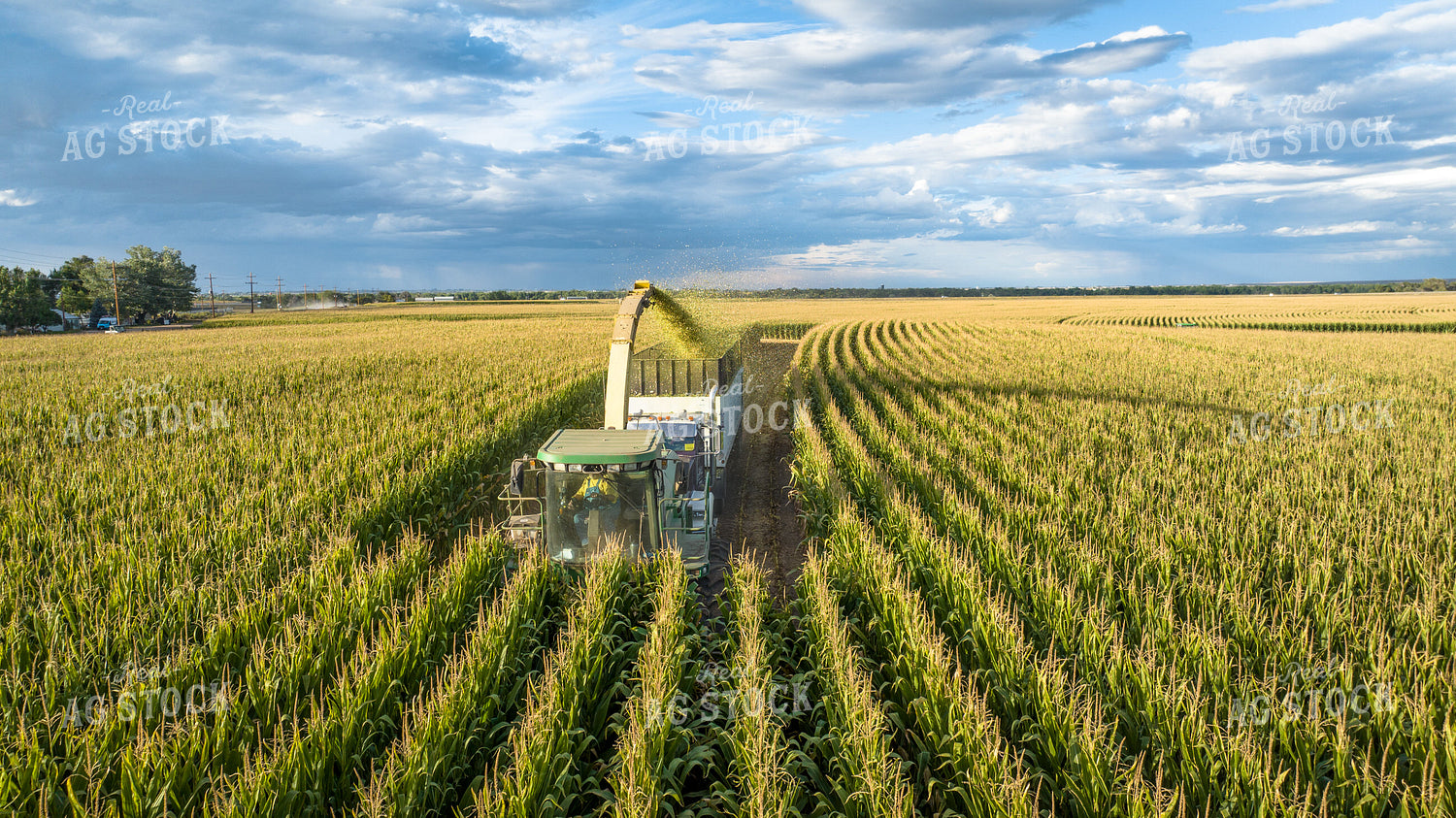 Silage Harvest 56538